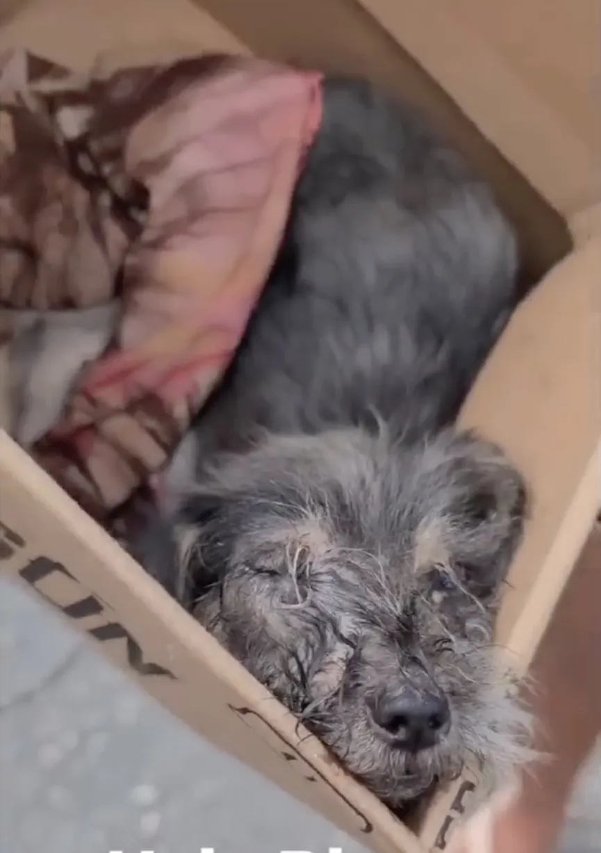Schattige puppy gevonden in een doos krijgt een tweede kans 3