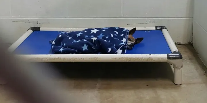 Senior Chihuahua verliest zijn baasje, maar blijft trouw aan hun ritueel 1