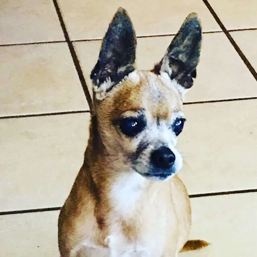 Senior Chihuahua verliest zijn baasje, maar blijft trouw aan hun ritueel 2