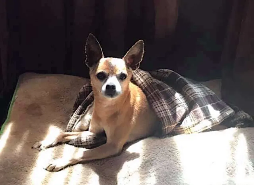 Senior Chihuahua verliest zijn baasje, maar blijft trouw aan hun ritueel 5