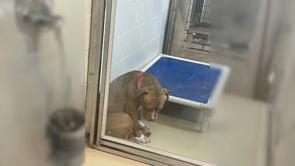 Shelter dog loses hope when returned shortly after adoption each time 1