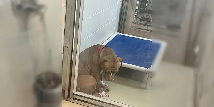 Shelter dog loses hope when returned shortly after adoption each time 1