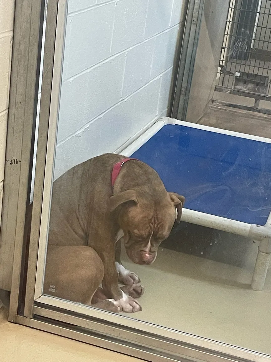 Shelter dog loses hope when returned shortly after adoption each time 2