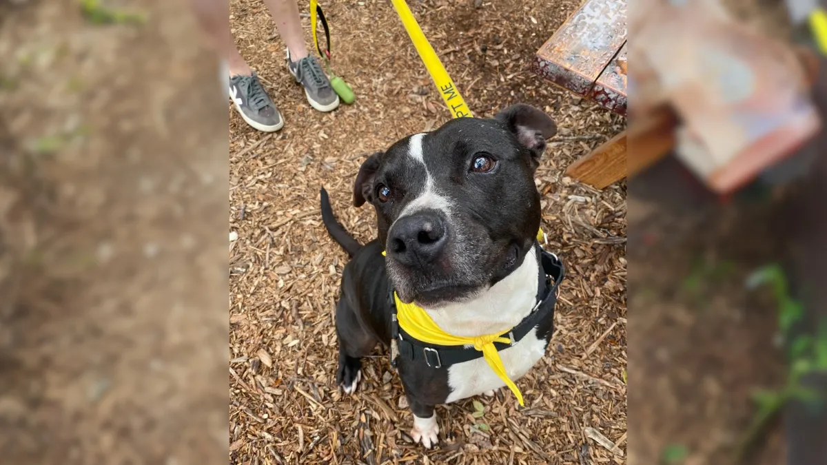 Shelter dog waited 500 days to be adopted, but was returned after a week 1