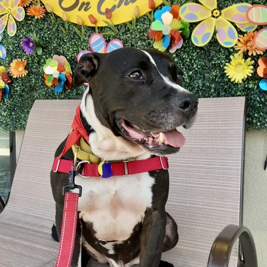 Shelter dog waited 500 days to be adopted, but was returned after a week 4