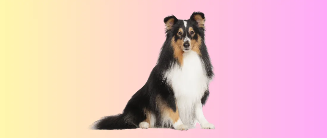 Shetland Sheepdog-hondenras-verzorging-gezin-sociaal-leven-fysieke-kenmerken-dieet-informatie