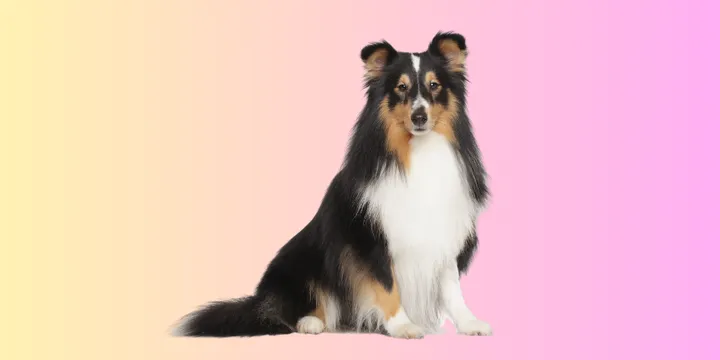 Shetland Sheepdog-hondenras-verzorging-gezin-sociaal-leven-fysieke-kenmerken-dieet-informatie