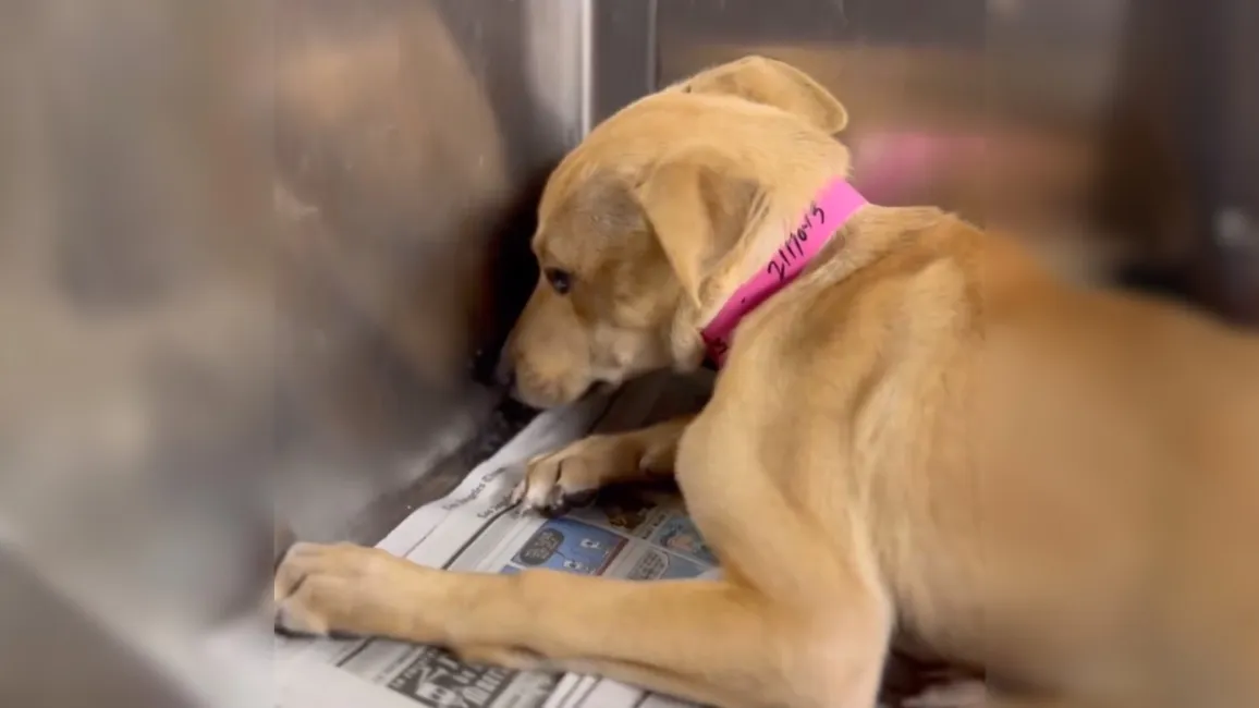 Staff shelter was devastated to see terrified puppy trembling in corner of kennel 1