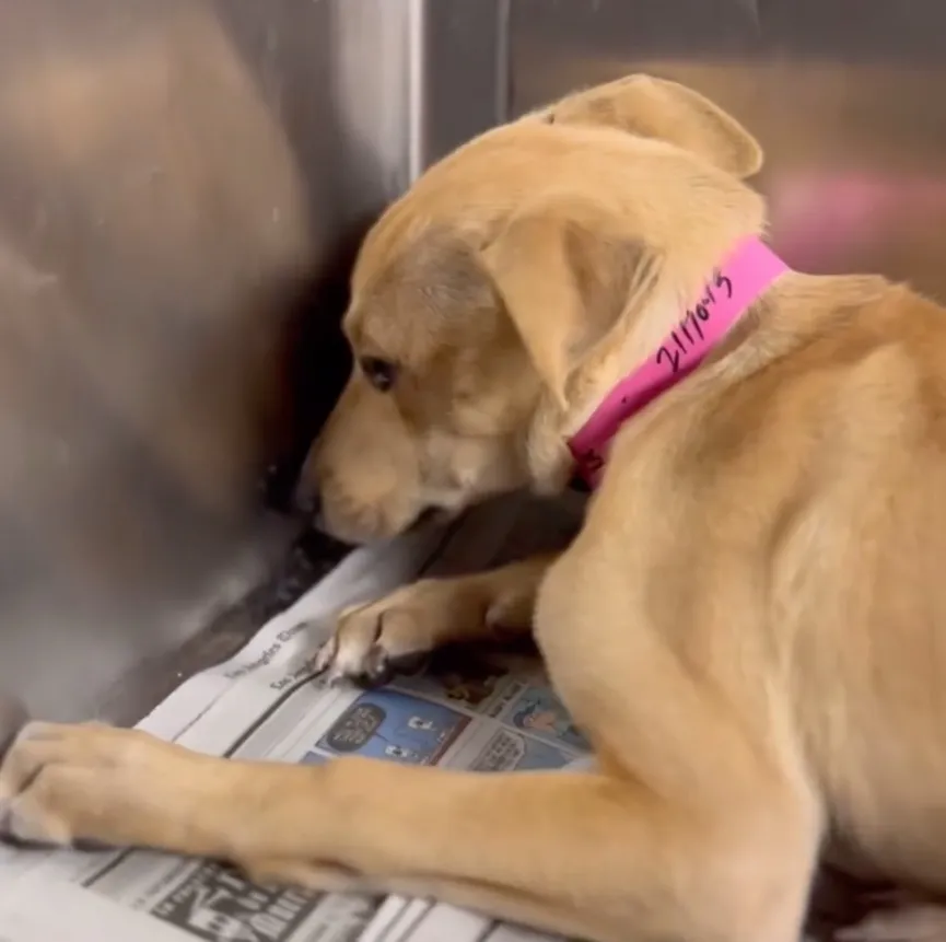 Staff shelter was devastated to see terrified puppy trembling in corner of kennel 2