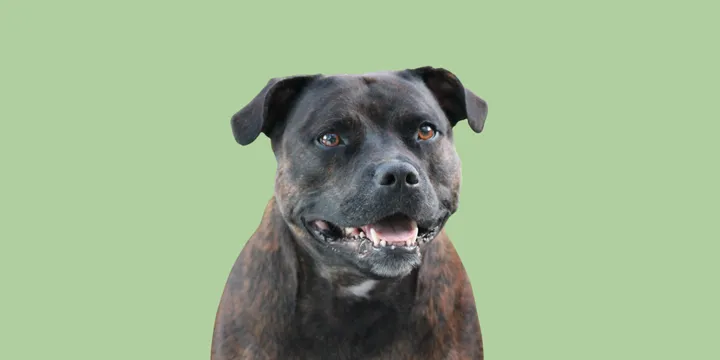 Staffordshire Bull Terriër-hondenras-verzorging-gezin-sociaal-leven-fysieke-kenmerken-dieet-informatie