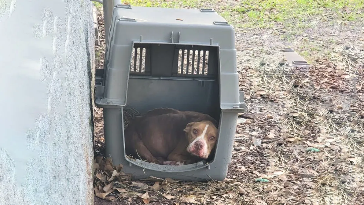 Starving Dog Ate All She Could To Stay Alive After Being Abandoned 1