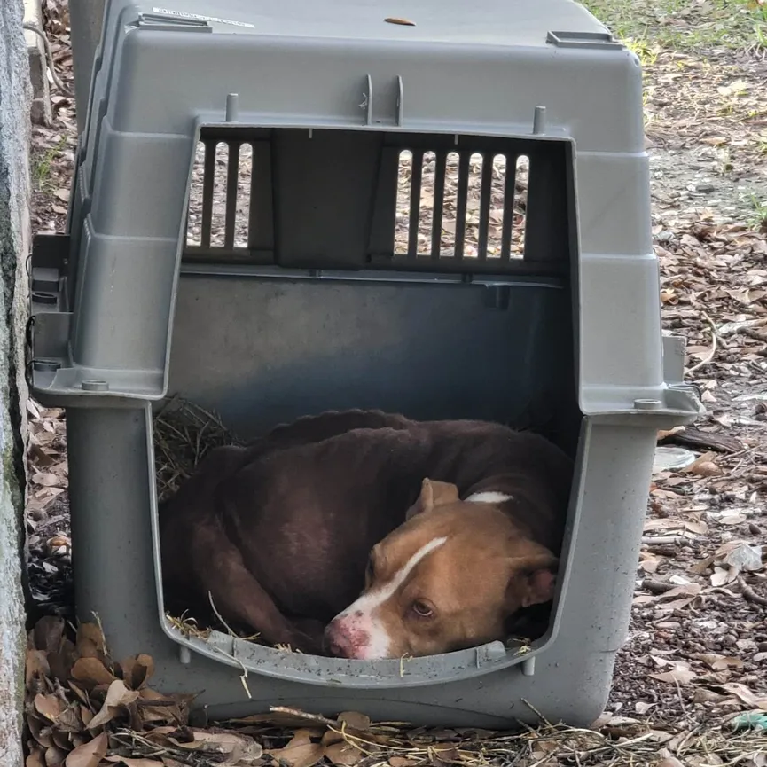 Starving Dog Ate All She Could To Stay Alive After Being Abandoned 2