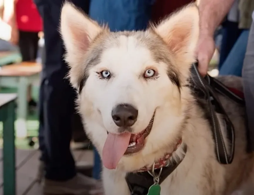 Starving Husky almost gives up but then a miracle happens 8