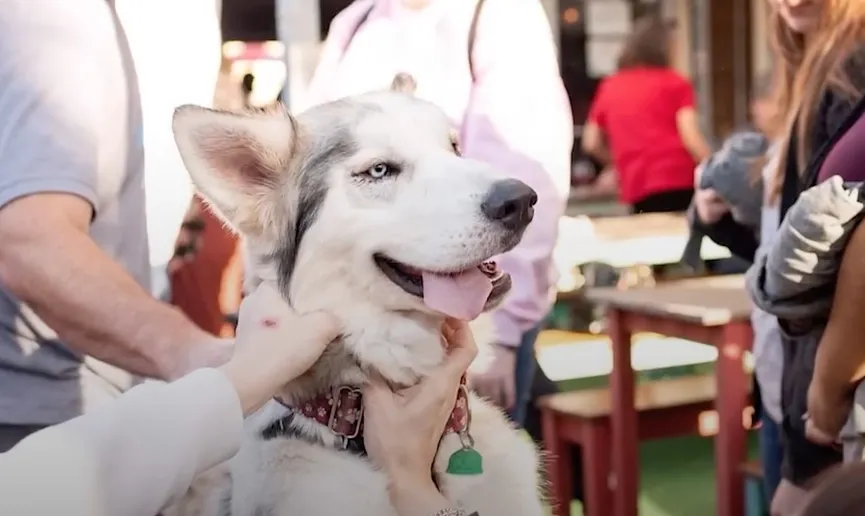 Starving Husky almost gives up but then a miracle happens 6