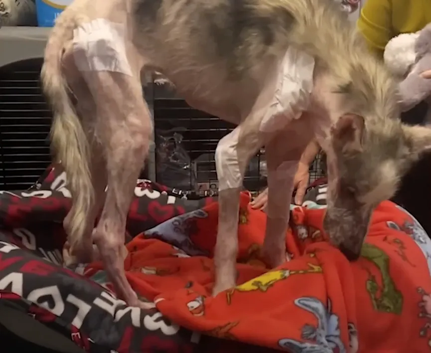 Starving Husky almost gives up but then a miracle happens 4