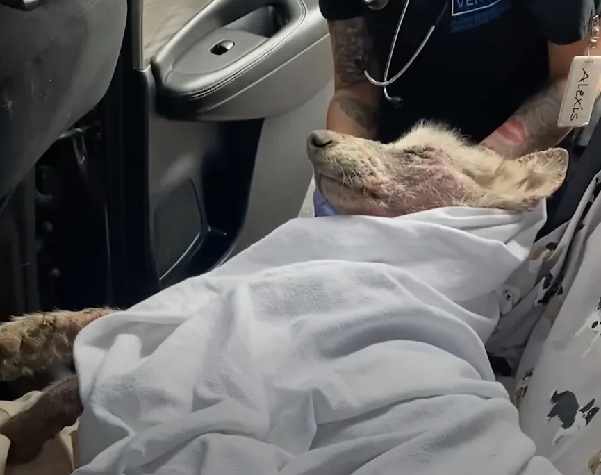 Starving Husky almost gives up but then a miracle happens 3