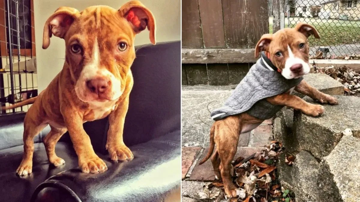 Starving puppy who had days to live turns into super sweet dog 1