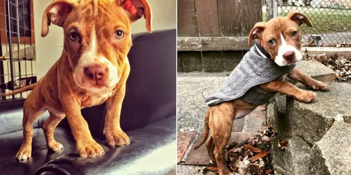 Starving puppy who had days to live turns into super sweet dog 1