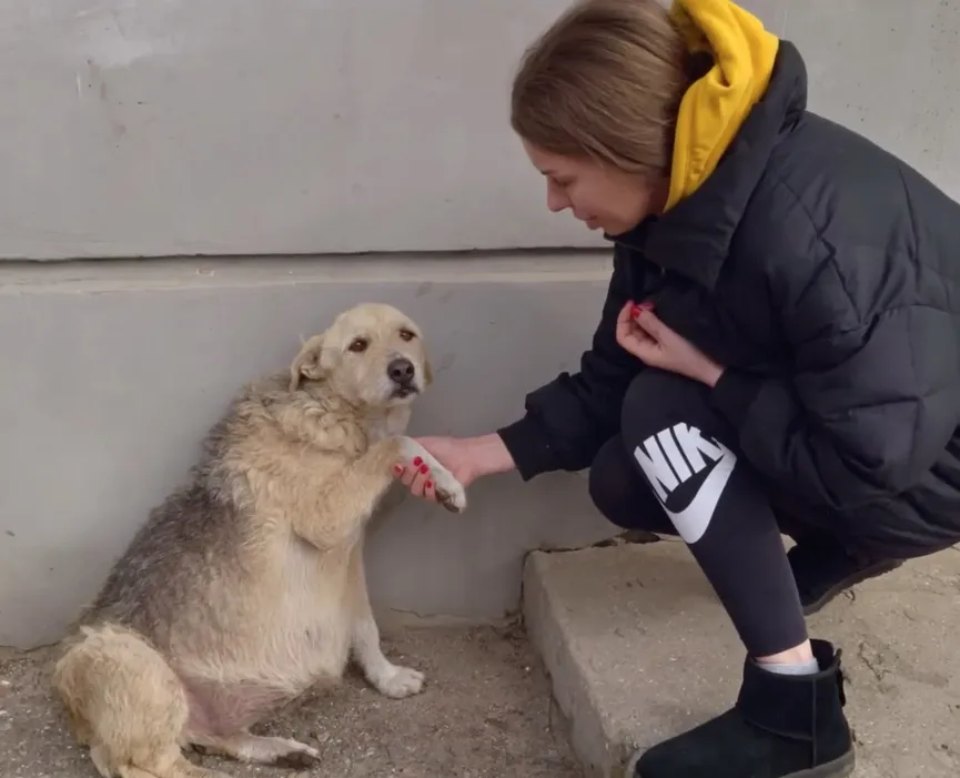 Stray dog grabs hand of rescuer and her eyes plead for help 2