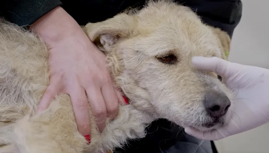 Stray dog grabs hand of rescuer and her eyes plead for help 5