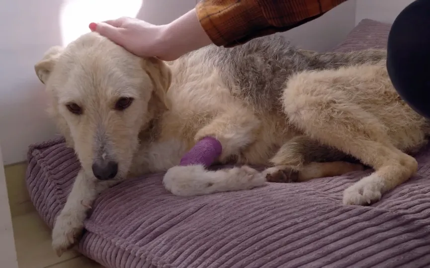 Stray dog grabs hand of rescuer and her eyes plead for help 7