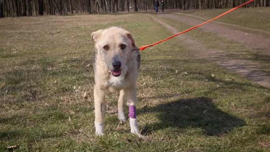 Stray dog grabs hand of rescuer and her eyes plead for help 8