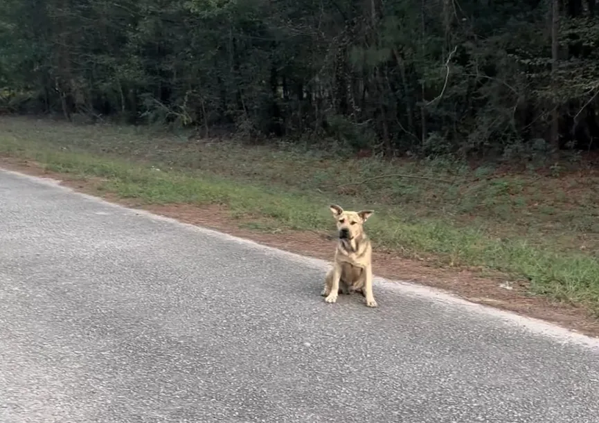 Stray dog waits outside an animal shelter and sticks his paw out for help 2