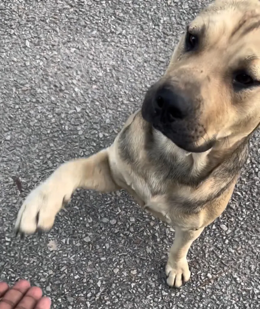 Stray dog waits outside an animal shelter and sticks his paw out for help 4