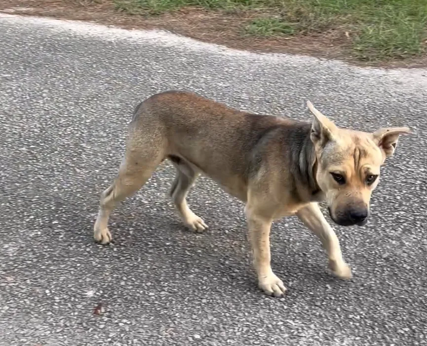 Stray dog waits outside an animal shelter and sticks his paw out for help 3