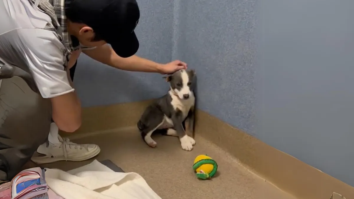 Stray dog who couldn't look her rescuers in the eye experiences love for the first time 1