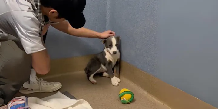 Stray dog who couldn't look her rescuers in the eye experiences love for the first time 1