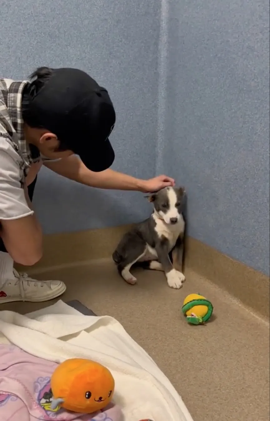 Stray dog who couldn't look her rescuers in the eye experiences love for the first time 2a