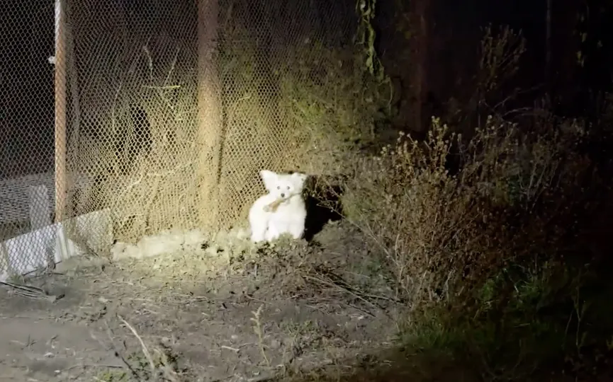 Stray puppy overwhelmed by emotions upon reuniting with lost mother 2