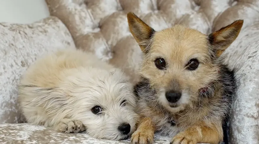 Stray puppy overwhelmed by emotions upon reuniting with lost mother 8