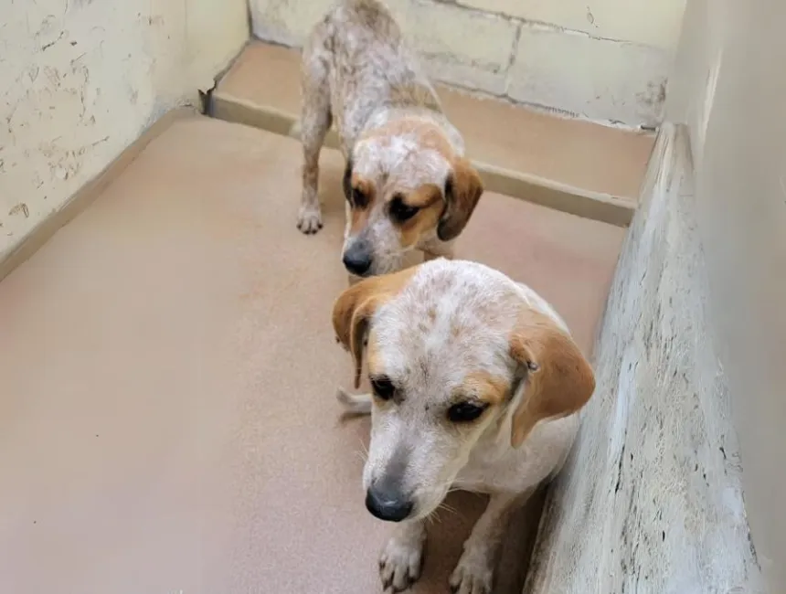 Street dog is devastated that her best friend is going to a new home without her 2