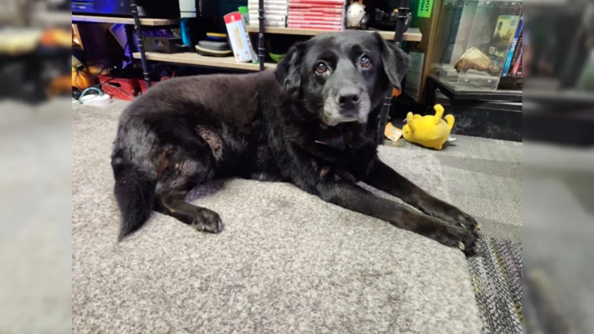 Sweet 15-year-old dog was abandoned at cat shelter just like that 1