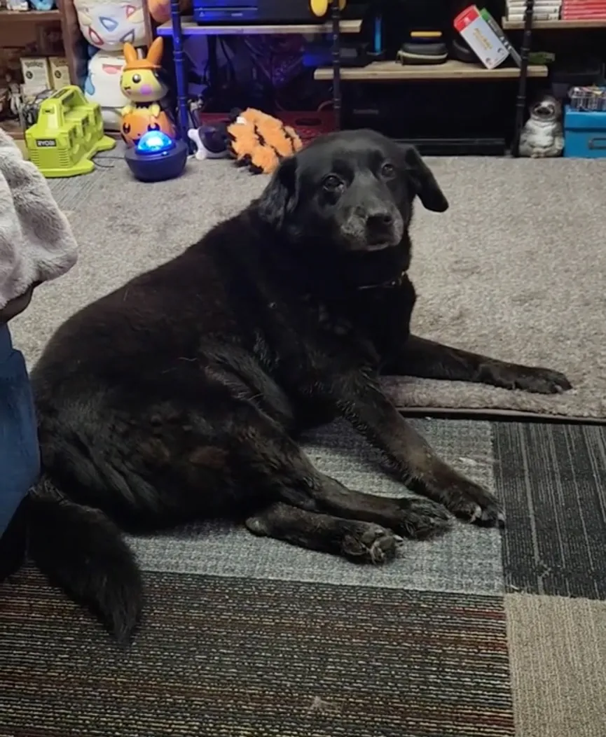 Sweet 15-year-old dog was abandoned at cat shelter just like that 3