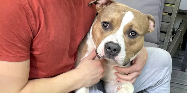 Sweet Dog Surrendered To Shelter, Hopes To Find Owners Who Will Never Give Up On Him 1