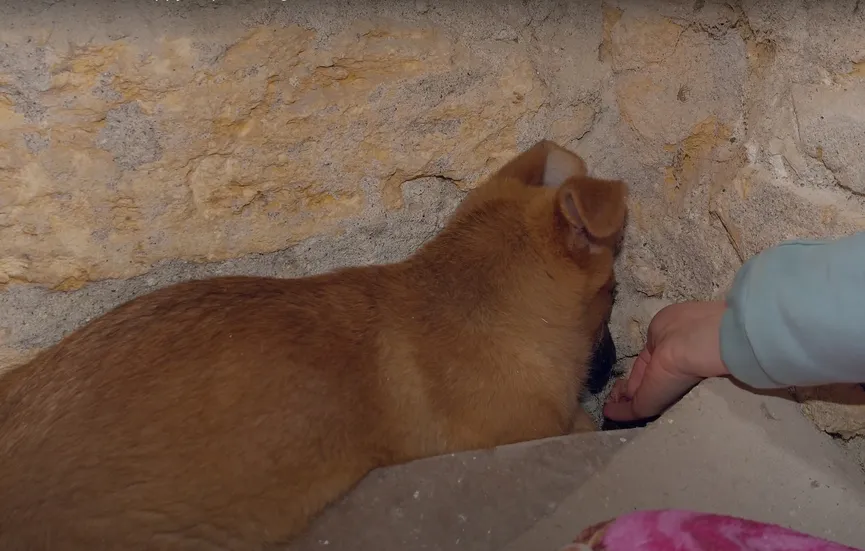 Terrified puppy didn't dare look people in the eye is now a confident and happy dog 6