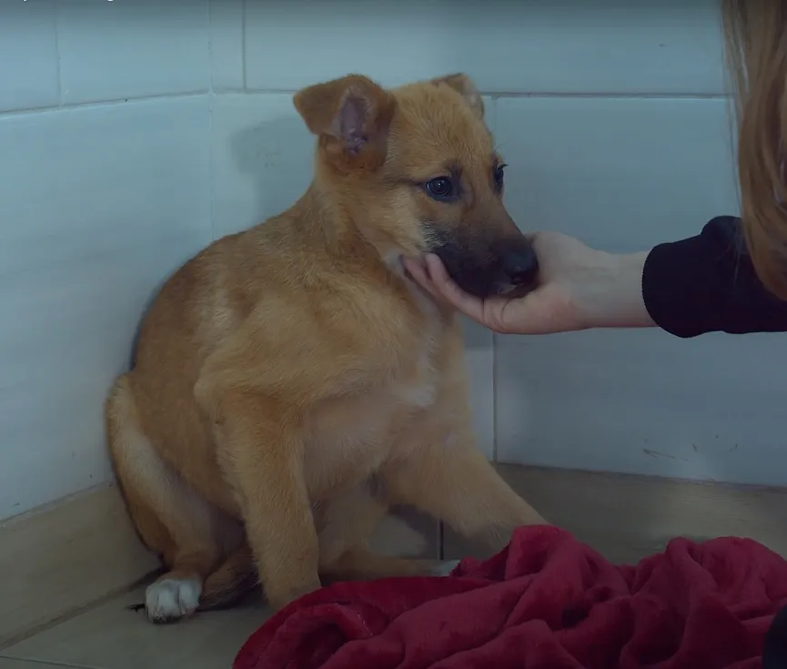 Terrified puppy didn't dare look people in the eye is now a confident and happy dog 8