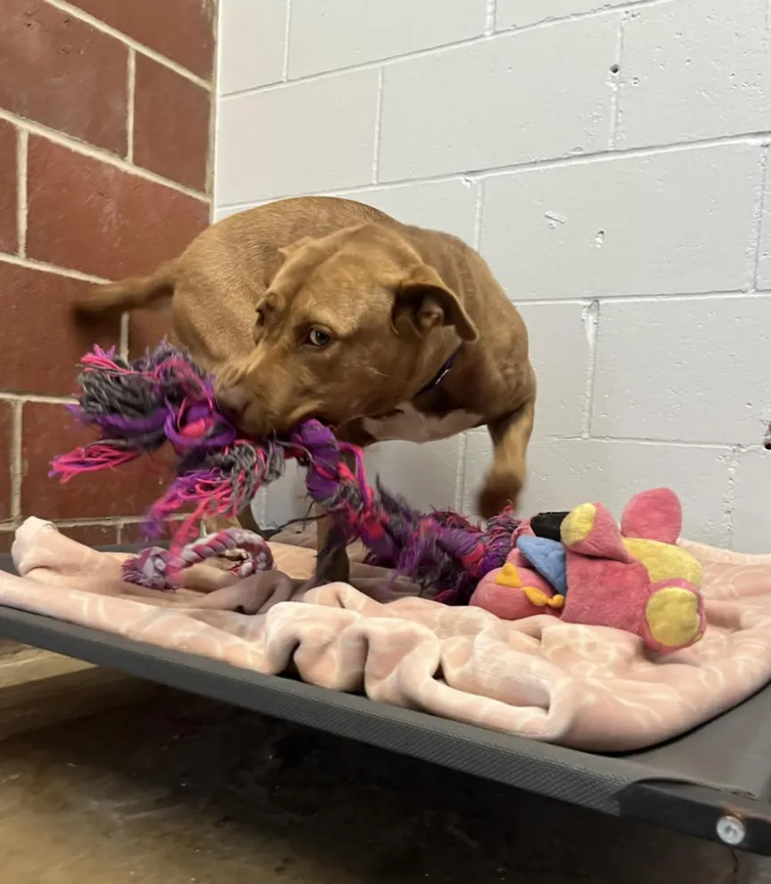 The only dog in the shelter that was not adopted plays with her 'imaginary friends' 5