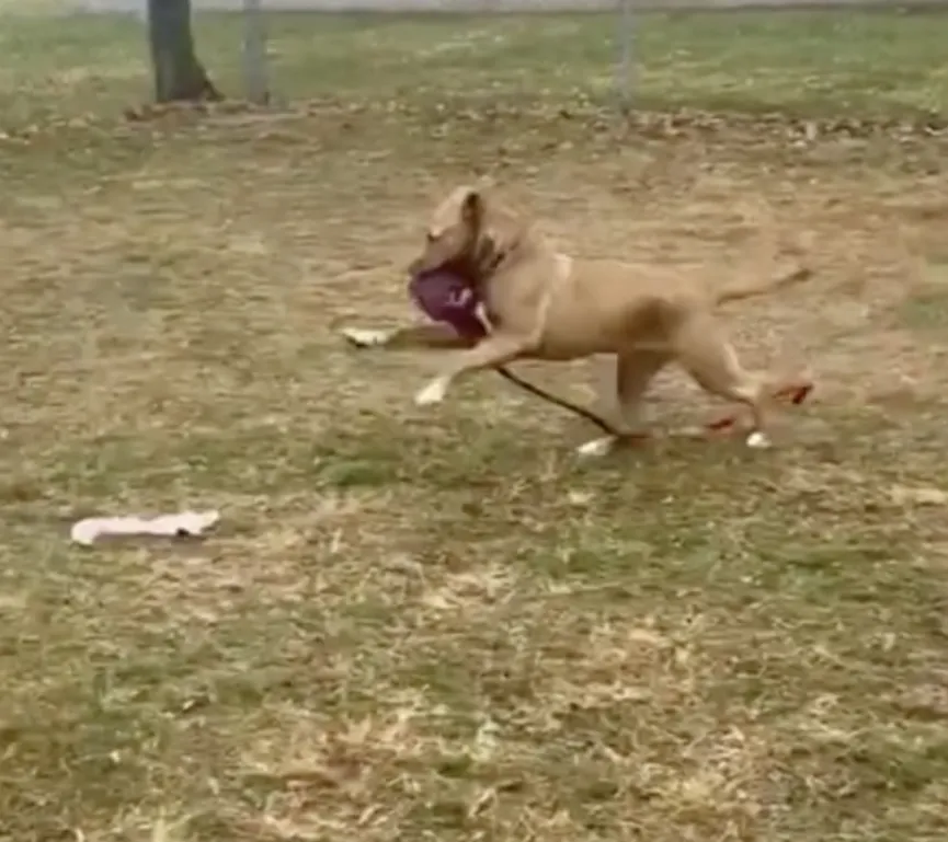 The only dog in the shelter that was not adopted plays with her 'imaginary friends' 4