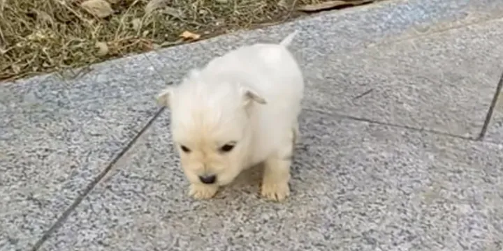 Three-week-old Puppy Shivering With Cold Crawls On Sidewalk And Asks For Help 1