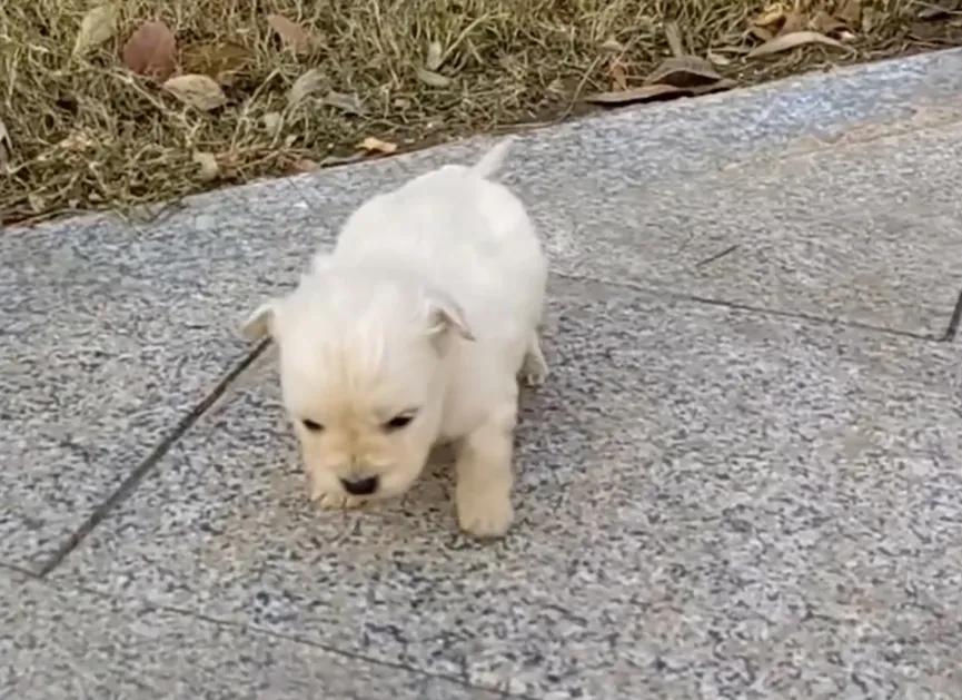 Three-week-old Puppy Shivering With Cold Crawls On Sidewalk And Asks For Help 2