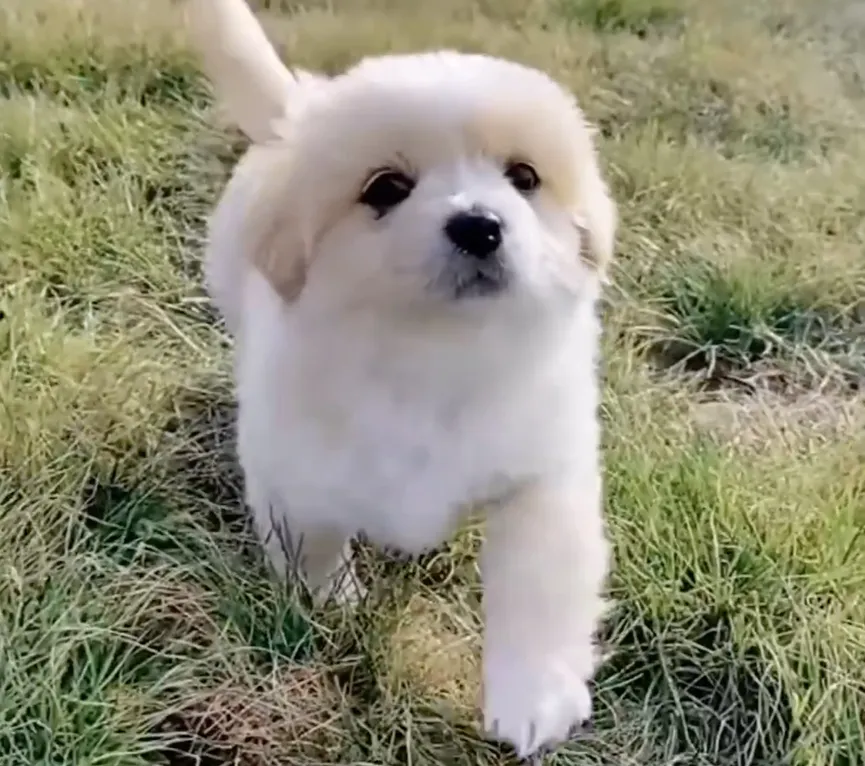 Three-week-old Puppy Shivering With Cold Crawls On Sidewalk And Asks For Help 6