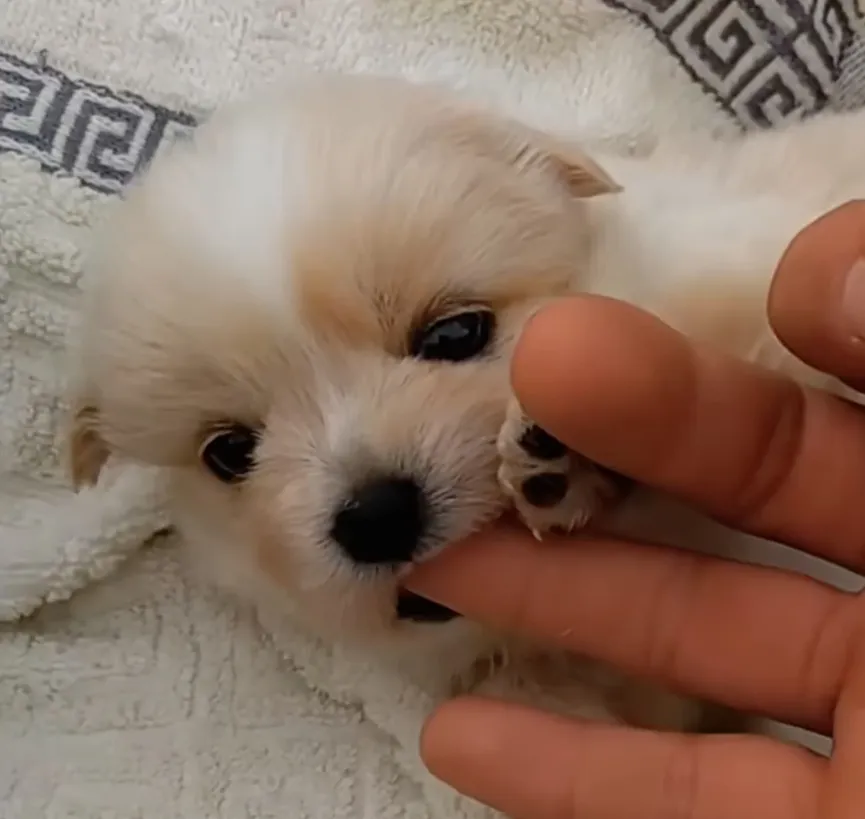Three-week-old Puppy Shivering With Cold Crawls On Sidewalk And Asks For Help 5