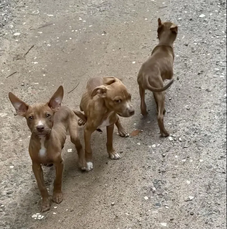 Three Puppies Abandoned In Forest Overjoyed When Someone Finally Comes To Their Rescue 3