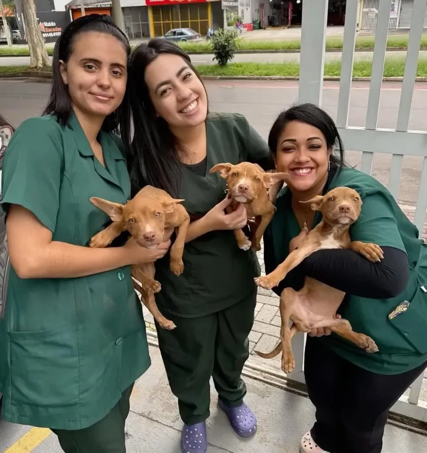 Three Puppies Abandoned In Forest Overjoyed When Someone Finally Comes To Their Rescue 6