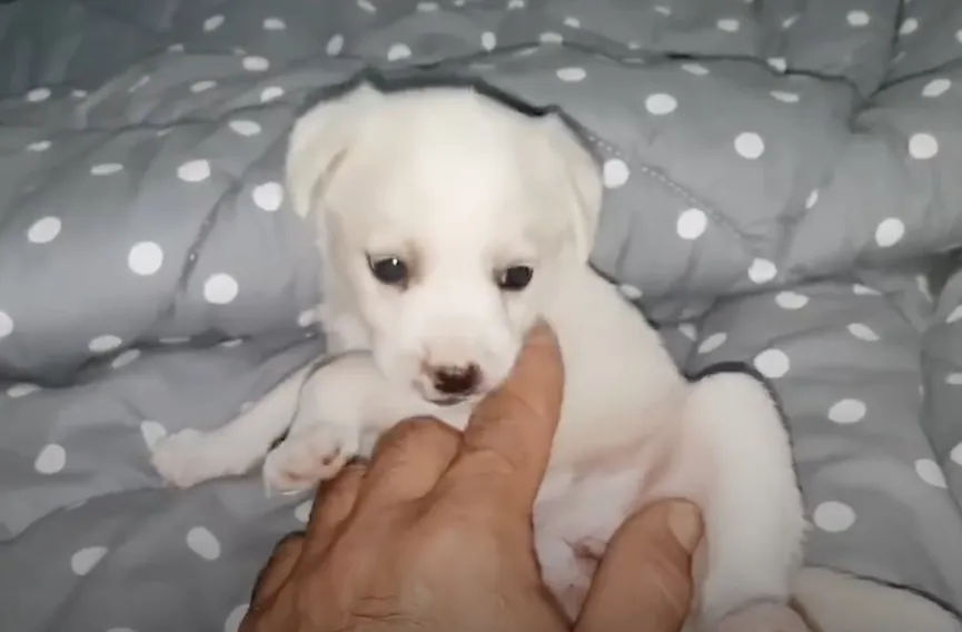 Tiny crying puppy left at supermarket overjoyed after someone helps her 5