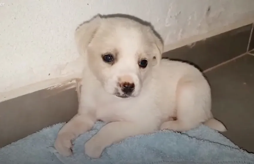 Tiny crying puppy left at supermarket overjoyed after someone helps her 3